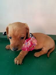 We are 1.5 hours south of nashville, tn. Dachshund Puppies For Sale Gallatin Tn 264803