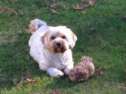 Dorkiepoo Dachshund Cockapoo Yorkiepoo Mix Yorkie Poo Cockapoo Dachshund