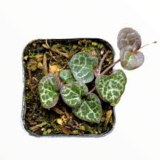 Image result for Ceropegia circinata