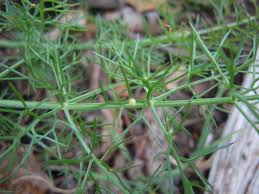 Female black swallowtail butterfly laying eggs on dill eastern black swallowtail caterpillar. Eastern Black Swallowtail Butterflies Everywhere Here S How To Raise Them At Home Texas Butterfly Ranch