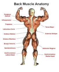 See muscle anatomy stock video clips. Pin On Workouts