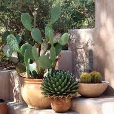Care And Growing Prickly Pear Cactus How To Grow Prickly Pears Cactus Garden Landscaping Prickly Pear Cactus Plants