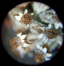 Image result for Plecostachys