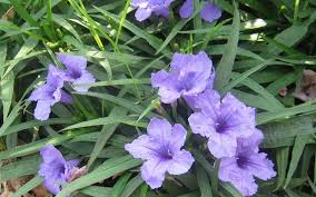 This adaptable plant grows in the wild in mexico and south america, as well as the antilles. Katie Purple Dwarf Mexican Petunia Ruellia 1 Gallon Perennial Deer Resistant Perennials Togogarden