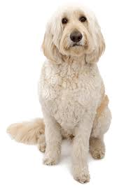 We did not find results for: Clovie S Creation Goldendoodle Breeder In Jacksonville Fl