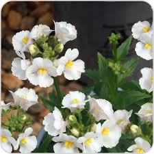 Image result for Nemesia fruticans