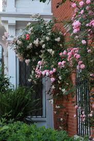 Maybe you would like to learn more about one of these? The 7 Best Climbing Roses For Your Garden Gardenista