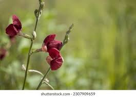 Image result for Macroptilium atropurpureum