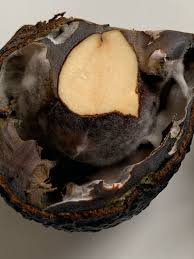 Image result for Dark Avocado 1972 Fedders