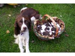 Working springer spaniel pups for sale 9 beautiful strong springer spaniel pups for sale liver and white english springer spaniel puppies. English Springer Spaniel Puppies In Michigan