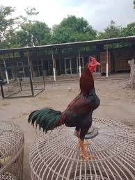 We would like to show you a description here but the site won’t allow us. Ayam Pama Ciri Ciri Karakteristik Jenis Perbedaan Dengan Pakhoy