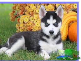 We did not find results for: The Siberian Husky Puppy How To Care Pet Animal World