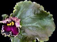 Cut off the leaf stem with a sharp, clean knife. African Violets By Lyndon Lyon Greenhouses