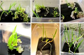 Image result for Hypoxis nyasica