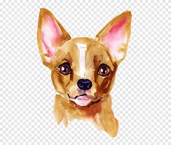 Find dachshund ads in our dogs & puppies category. Chihuahua Puppy Dachshund Dog Breed Jack Russell Terrier Dog Shot Schedule Watercolor Painting Carnivoran Png Pngegg