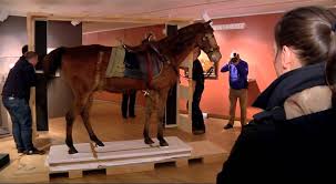 Of govan on the river clyde. Wexy Het Paard Het Lievelingspaard Van Koning Willem 2 27 Februari 2014 Youtube