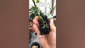 Image result for Bulbophyllum elliotii