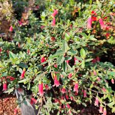 Presence of pricing data does not indicate evergreen shrub. Correa Dusky Bells Cactus Jungle