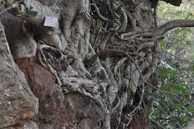 Image result for Ficus ingens