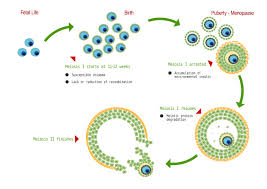 Risk Factors For Down Syndrome Birth Understanding The Causes From Genetics And Epidemiology Intechopen