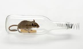 When it comes to getting rid of mice, there's really only one way to do it: How To Get Rid Of Mice In House Without Killing Them Bugofff Com