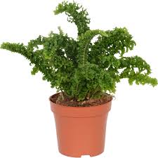 Image result for ledviník