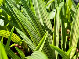 Image result for Ledebouria cooperi