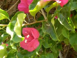 Image result for Nyctaginaceae