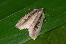 Image result for Chilodes maritima