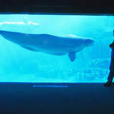 The vancouver aquarium is a public aquarium located in stanley park in vancouver, british columbia, canada. Vancouver Aquarium Won T Keep Whales Or Dolphins Captive After Public Outcry Cetaceans The Guardian