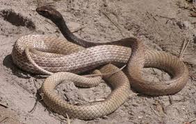 Eastern Coachwhip Snake Blackbeard Island Georgia North American Wildlife Desert Animals Reptile Snakes