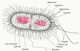 Learn vocabulary, terms, and more with flashcards, games, and other study tools. Bacteria Cells Cell Wall Shapes Labeled Diagram And Structure Jotscroll