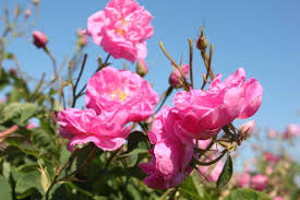 İnsanı cezbeden gül kokusu eşliğinde bahçeleri gezme fırsatı yakalayan misafirler, burada gül fırsat buldukça buraya gelen turistlerle bir arada olmaya çalışıyoruz. Isparta Gulu Kultur Portali