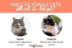 Assuming they are both 'fixed', do male and female cats have different personalities? Male Vs Female Cats Which Should I Adopt