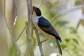 Image result for Vangueria vestita