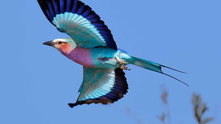 The vibrant Lilac-breasted roller in flight, AI generated