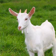 12 Strange Names Of These Baby Animals By Dictionary Com Baby Animals Baby Animal Names Animals