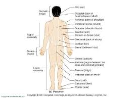 Sap 1 Language Of Anatomy And Physiology Standard