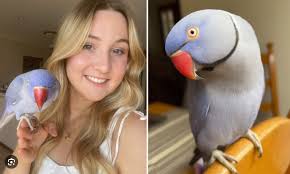 Chicken's Outside Adventure..