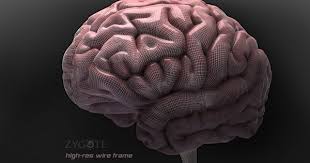 The Most Powerful Tool We Ll Ever Possess Take Care Of It And Train It Http Ultimatehumanperformance Blogspot Com Human Brain Models Human Anatomy Human