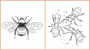 Collection of ant coloring pages for your child. Seeds Of Fun Bee And Ant Coloring Pages South Coast Botanic Garden Foundation