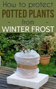 How To Protect Potted Plants From Winter Frost Protect Potted Plants Winter Potted Plants Potted Plant Landscaping