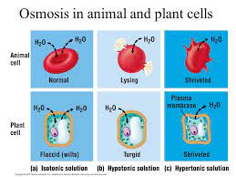 Osmosis plant and animal cell. Diffusion And Physical Transport Ppt Download