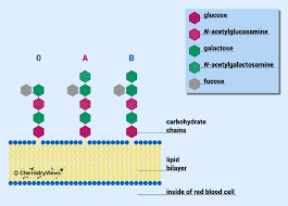 Blood Types And Carbohydrate Chemistry Chemviews Magazine Chemistryviews