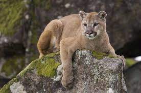 Google Image Result For Http Www Blogcdn Com Www Pawnation Com Media 2012 06 Mountain Lion Jpg Mountain Lion Animals Wild Wild Cats