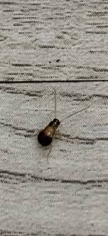 It feeds on the seeds, leaves, and stems of milkweed (asclepias). Identifying Small Brown Bugs Thriftyfun