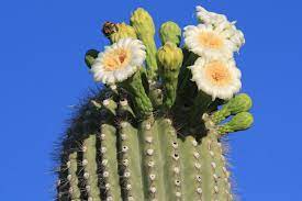 The water inside a cactus plant is much thicker than the water you normally see. What Is A Cactus A Cactus Is A Plant Where The Leaves Have Been Reduced To Needles In Order To Save On The Amount Of Water The Plant Needs