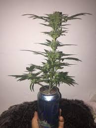 It tastes as good as the name suggests and also has compelling medical benefits. Wedding Cakes The Wedding Cake Strain