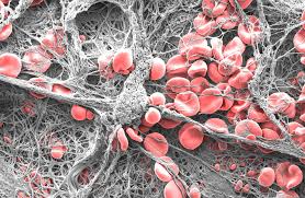 Fruit fly eye (drosophilidae family) 4. 1st Prize For Microscopic Image Of Blood Clot Microscopy