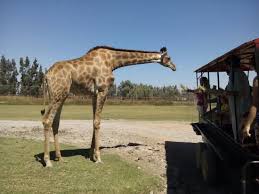Australia canada eeuu mexico chile brasil middle east norway. Safari Rancagua Viptranstour